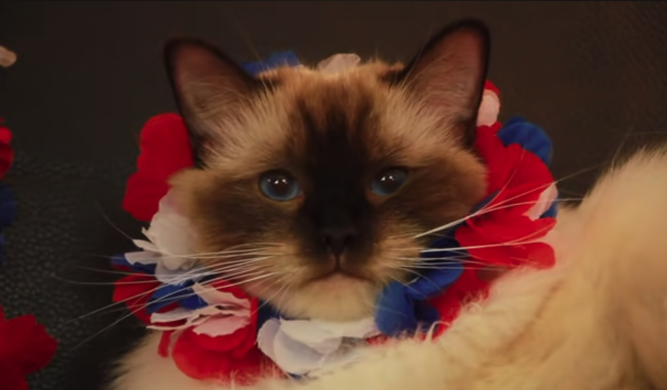 Episode  –  Russia 2018 – Coupe du monde de football